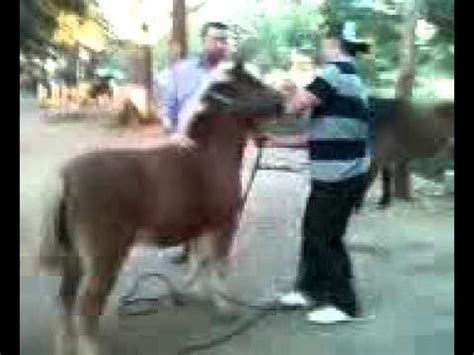 ponys follando mujeres